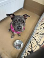 Shelter Stray Female Dog last seen Near BLOCK BAY BLVD, 130 Beyer Way, Chula Vista, CA 91911, USA