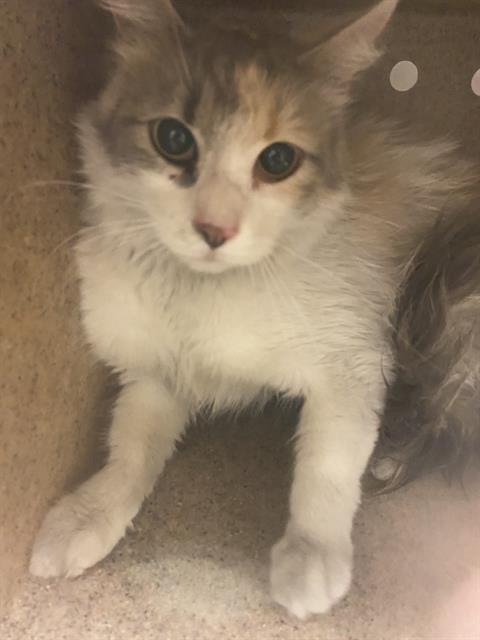 Shelter Stray Female Cat last seen Near BLOCK W ALEXANDER ST, WEST VALLEY CITY UT 84119, 4522 W 3500 S, West Valley City, UT 84120, USA