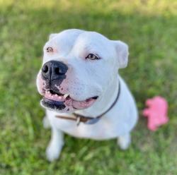 Reunited Female Dog last seen Stout St in Tellico Plains, Tellico Plains, TN 37385
