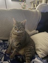 Lost Female Cat last seen Valencia street and bancroft, Spring Valley, CA 91977
