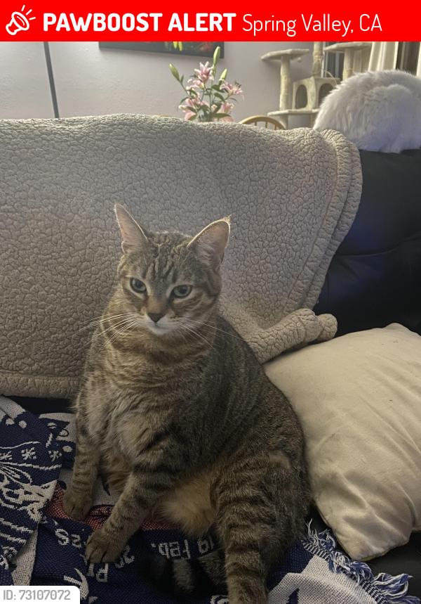 Lost Female Cat last seen Valencia street and bancroft, Spring Valley, CA 91977