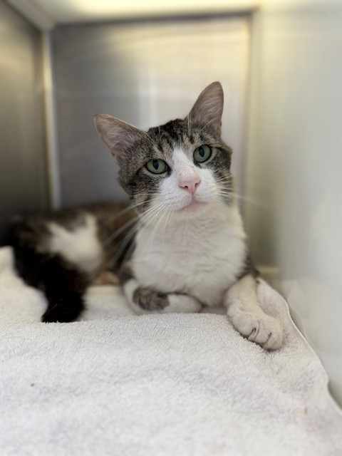 Shelter Stray Male Cat last seen Near BLOCK CLARA LEE - WELD COUNTY, 12155 Park Blvd, Brighton, CO 80601, USA