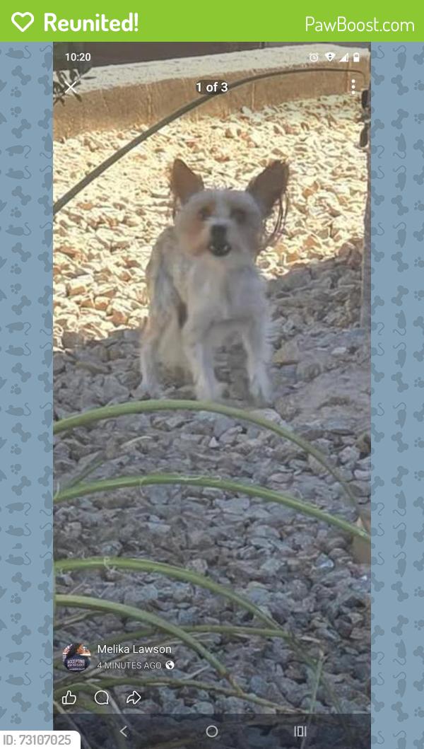 Reunited Male Dog last seen Overlook Brk St, Sunrise Manor, NV 89156, USA, Sunrise Manor, NV 89156