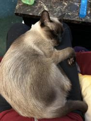 Reunited Male Cat last seen Duboce Avenue/Church Street, San Francisco, CA 94117