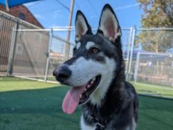 Shelter Stray Male Dog last seen , 3201 Lacy St, Los Angeles, CA 90031, USA