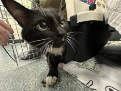 Shelter Stray Male Cat last seen LYNN, 350 S Huntington Ave, Jamaica Plain, MA 02130, USA