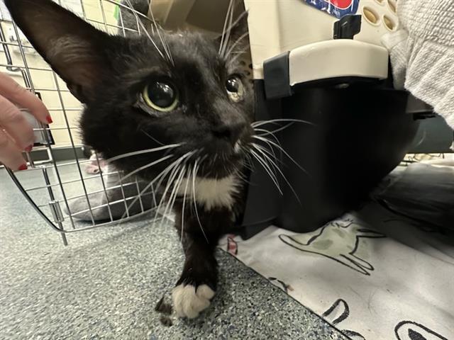 Shelter Stray Male Cat last seen LYNN, 350 S Huntington Ave, Jamaica Plain, MA 02130, USA
