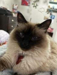 Reunited Female Cat last seen Chesterbrook dr, Ravensworth dr, Houston, TX 77031