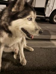 Shelter Stray Male Dog last seen , 1850 W 60th St, Los Angeles, CA 90047, USA