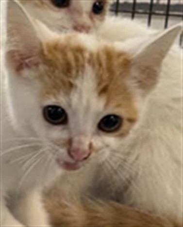 Shelter Stray Female Cat last seen , 1850 W 60th St, Los Angeles, CA 90047, USA