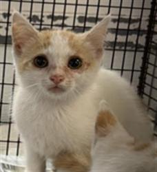 Shelter Stray Female Cat last seen , 1850 W 60th St, Los Angeles, CA 90047, USA