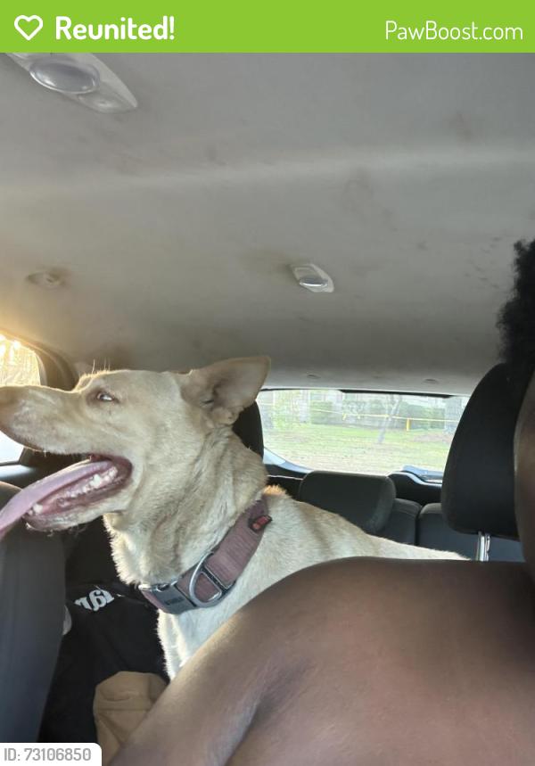 Reunited Female Dog last seen Fillyaw rd, Fayetteville, NC 28303
