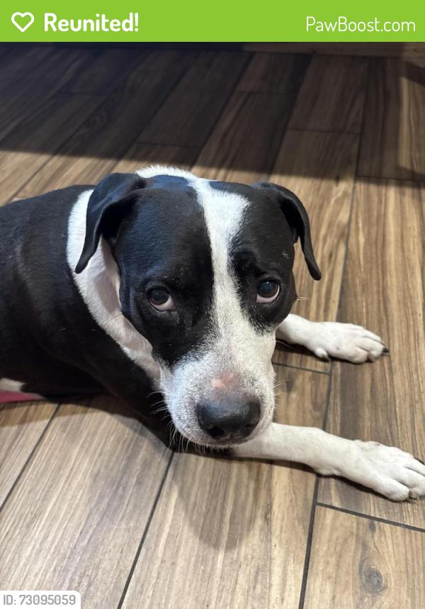 Reunited Female Dog last seen County line rd, Spring Hill, FL 34606