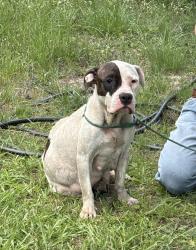 Found/Stray Female Dog last seen Corner of Ogburn and Cleveland, Johnston County, NC 27577
