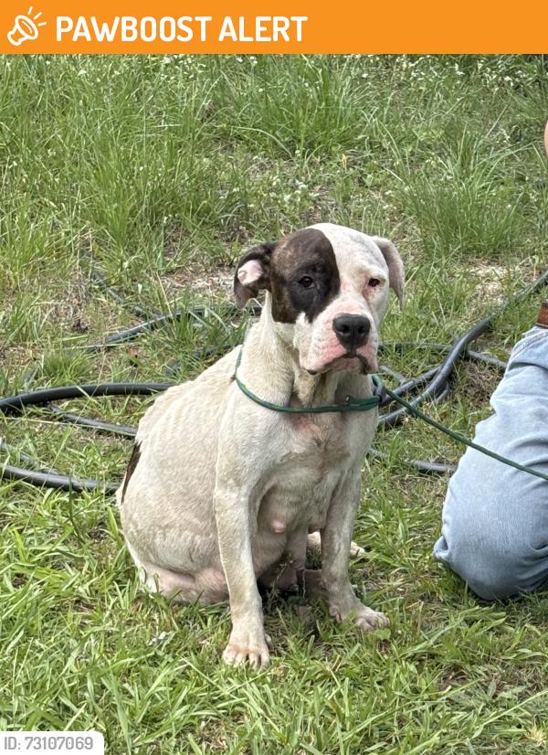 Found/Stray Female Dog last seen Corner of Ogburn and Cleveland, Johnston County, NC 27577
