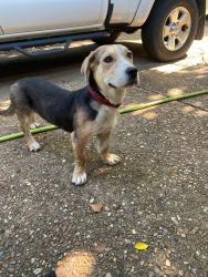 Reunited Female Dog last seen 12th & Pittsburg, Tulsa, OK 74112