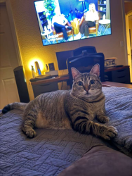 Reunited Female Cat last seen East Naples, Chula Vista, CA 91911