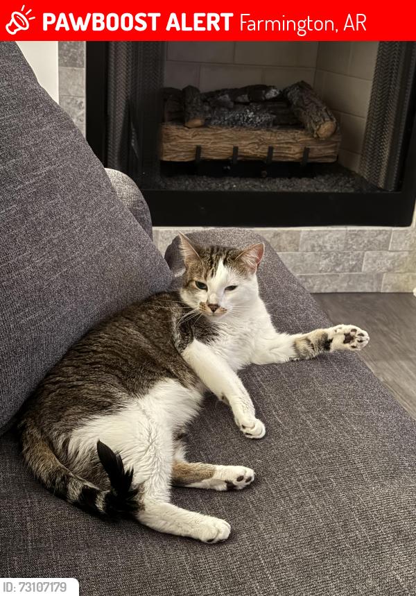 Lost Female Cat last seen Farmington high school, Farmington, AR 72730