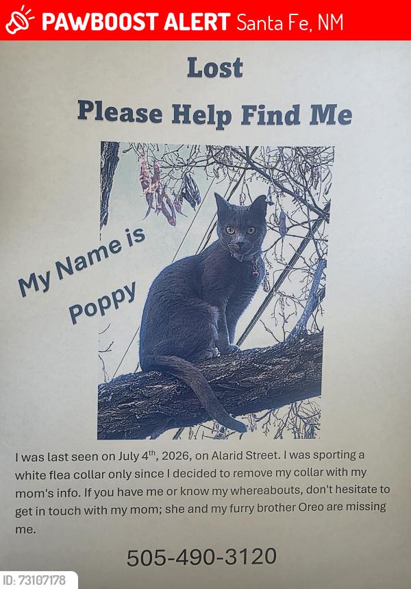 Lost Female Cat last seen Paseo De Peralta Railyard area, Santa Fe, NM 87131