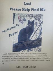 Lost Female Cat last seen Paseo De Peralta Railyard area, Santa Fe, NM 87131