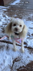 Lost Female Dog last seen 54th Street and Troth/Dodd, Jurupa Valley, CA 91752
