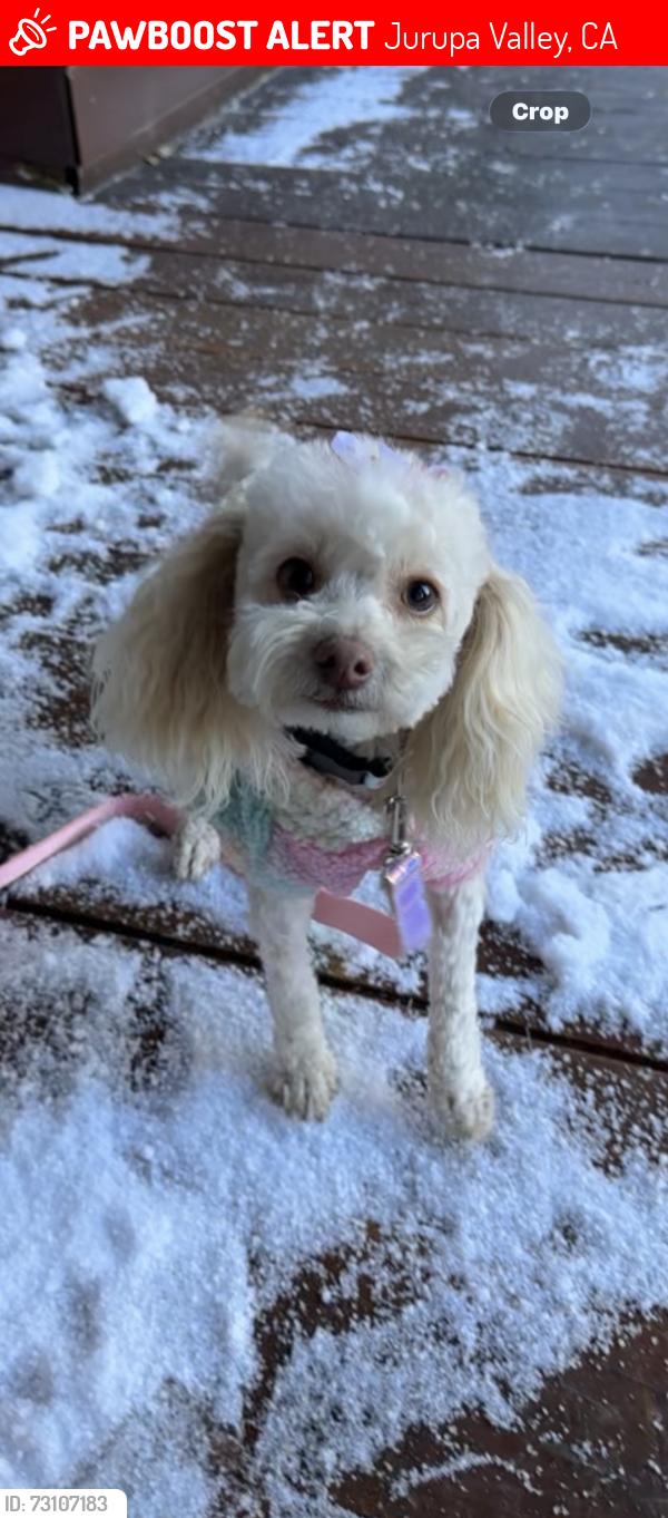 Lost Female Dog last seen 54th Street and Troth/Dodd, Jurupa Valley, CA 91752