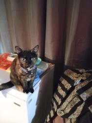 Reunited Female Cat last seen U.S. 1, Mims, FL 32754