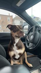 Reunited Female Dog last seen Palmer and Kostner, Chicago, IL 60639