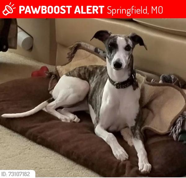 Lost Female Dog last seen Holiday Inn Express, Springfield, MO 65803