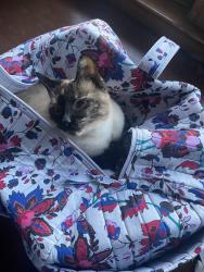 Lost Female Cat last seen By madrone trail public charter school, Central Point, OR 97502