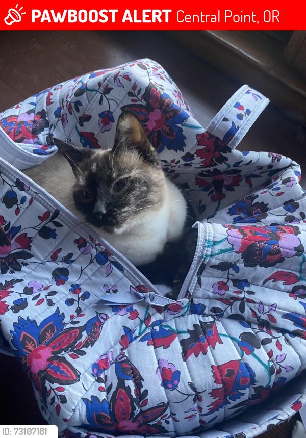 Lost Female Cat last seen By madrone trail public charter school, Central Point, OR 97502