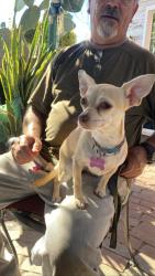 Lost Female Dog last seen wightman an 41st, San Diego, CA 92105