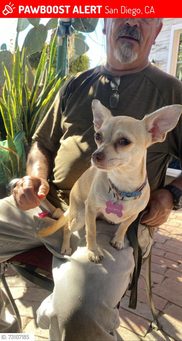 Lost Female Dog last seen wightman an 41st, San Diego, CA 92105