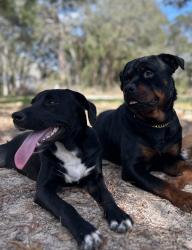 Reunited Female Dog last seen Leisure Acres, Lecanto, FL, Lecanto, FL 34461
