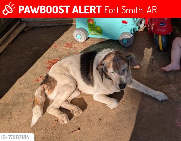 Lost Male Dog last seen Tillis Park fort Smith, Arkansas, Fort Smith, AR 72913