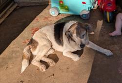 Lost Male Dog last seen Tillis Park fort Smith, Arkansas, Fort Smith, AR 72913