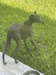 Reunited Female Dog last seen Near street 63rd ave, South Miami, FL 33143