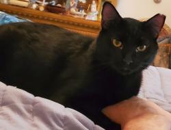 Reunited Male Cat last seen Bumby Ave between Livingston St and Robinson. Hampton Park Neighborhood St, Orlando, FL 32803