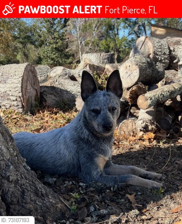 Lost Female Dog last seen Cracker Barrel, Fort Pierce, FL 34950