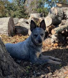 Lost Female Dog last seen Cracker Barrel, Fort Pierce, FL 34950