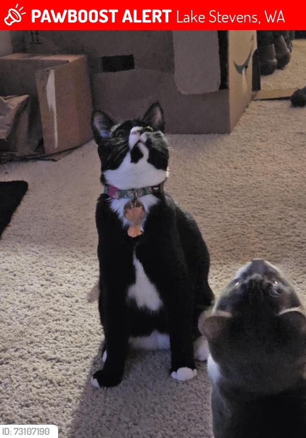 Lost Female Cat last seen 4th, 91st, Lake Stevens, WA 98258
