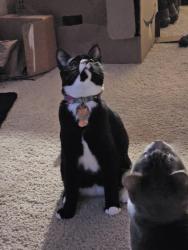 Lost Female Cat last seen 4th, 91st, Lake Stevens, WA 98258