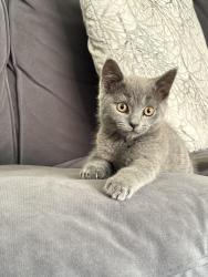 Reunited Male Cat last seen Burns Avenue, West Midlands, England WV10 6BH