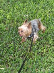 Lost Male Dog last seen Hunt lane and military, San Antonio, TX 78251
