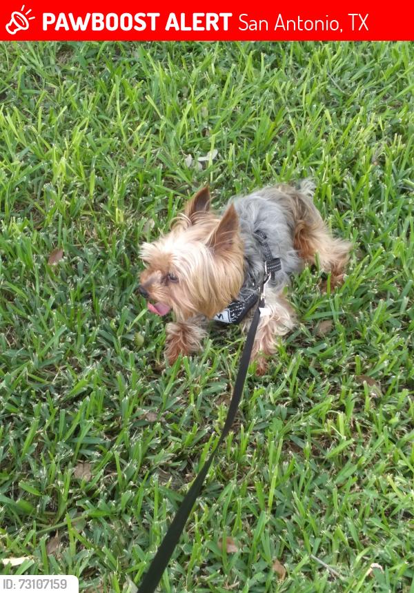 Lost Male Dog last seen Hunt lane and military, San Antonio, TX 78251