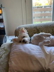 Reunited Male Dog last seen Marina Shores apmts, Virginia Beach, VA 23454