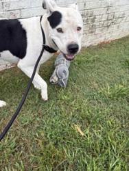 Reunited Female Dog last seen Near alamo street, West Columbia, TX 77486