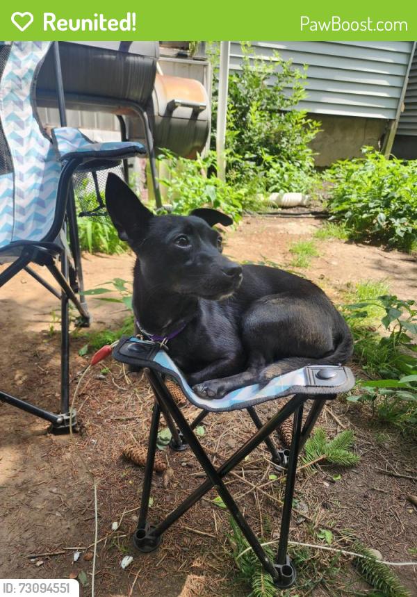 Reunited Female Dog last seen Morris st, Albany, NY 12208