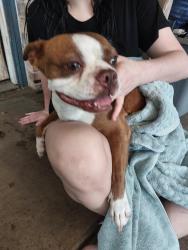Found/Stray Unknown Dog last seen Bess brannen elementary, Lake Jackson, TX 77566