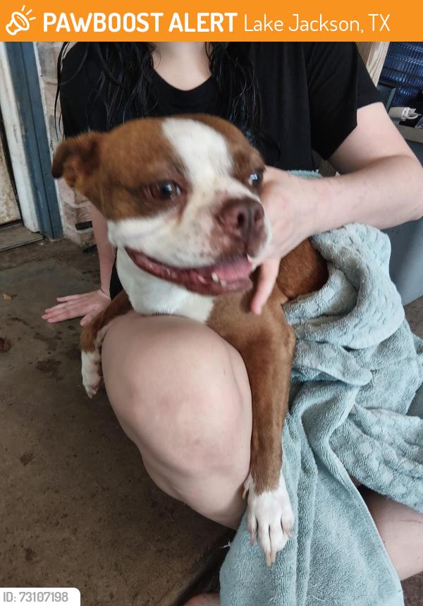 Found/Stray Unknown Dog last seen Bess brannen elementary, Lake Jackson, TX 77566